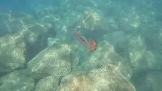 Nel mare di Albissola Marina (SV) - Medusa luminosa (Pelagia noctiluca)   Purple-Striped Jellyfish