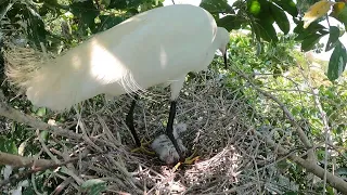 Amazing Mom -white goose is still taking care of the three cutest children