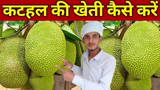 Jackfruit Farming | कटहल की खेती |Kathal Ki Kheti Kaise Karen | कटहल की खेती कैसे करें | jackfruit