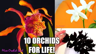 10 Orchids I don't want to live without! - My most precious Orchids