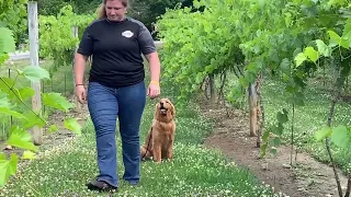 Bairdford PA Dog Training with Suburban K9!