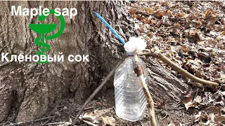 How to collect maple sap!? What are the benefits of maple sap? How to collect maple sap yourself