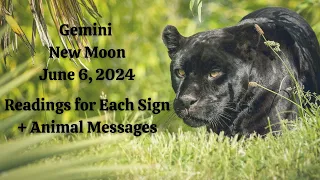NEW MOON in GEMINI. June 6, 2024. READINGS for EACH SIGN + ANIMAL MESSAGES