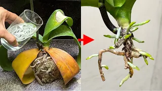 It's strange that only 1 cup is that every Rotten Orchid Will Grow Roots Right This Way