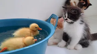 Cute kittens watching ducklings bathing