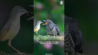 Cuckoo 🐦 The Shocking Truth About Their Mothering Skills