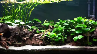 MORE Anubias Leaves in this Planted Aquarium