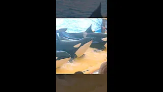 Orca Show - Loro Park - Tenerife #Shorts