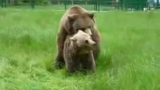 bear mating