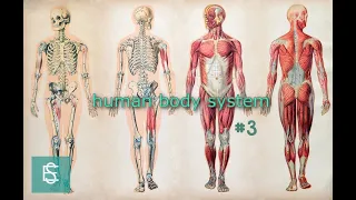 human body system 3