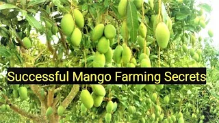 successful mango farming secrets||सफल आम की खेती के रहस्य