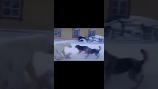 polar bear sow with small cubs vs three dogs