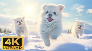 Детеныши животных (4K Ultra HD) - Кинематографичная музыка и забавные милые дикие животные