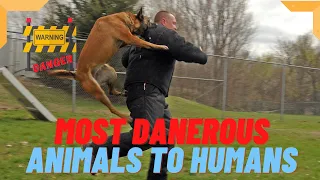 Top 10 Most Dangerous Animals to Humans | Deadliest Animals| Knowledge Nation