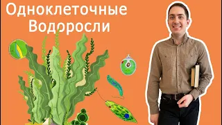 Одноклеточные и колониальные водоросли (Протисты) | ЦТ по биологии