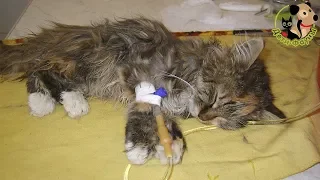 Панлейкопения (кошачья чумка). Симптомы, пути передачи, лечение