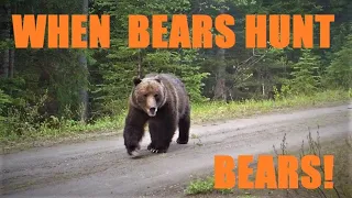 When grizzlies hunt!