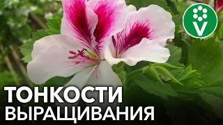 КОРОЛЕВСКАЯ ПЕЛАРГОНИЯ: все секреты выращивания в одном видео!
