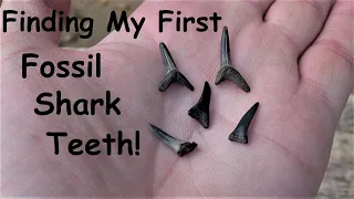 Finding My First Fossil Shark Teeth! ~ Purse State Park, Maryland