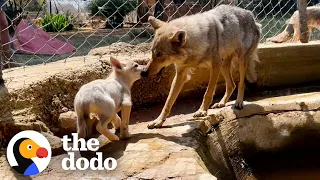 Rescue Wolf Kept Crying For His Mate...❤️ | The Dodo