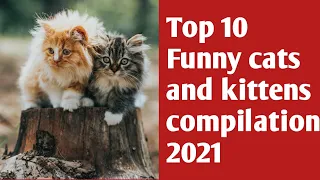 Funny cats 🐱 and kitten meowing compilation 2021/Baby cats-cute and funny cats video compilation