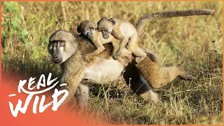 Baboon Royal Baby Gets Kidnapped | Valley Of The Golden Baboons | Real Wild  Shorts