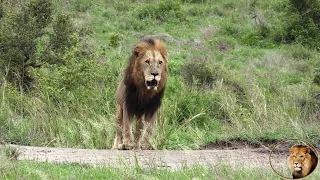 Xihamham And Brother - Kings Of The Shishangaan Lion Pride And Fathers Of Casper The White Lion.