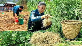 The process of watering fruit trees and harvesting green onions to sell at the market