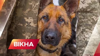 🐶Потужна чотирилапа сила: як собаки працюють в гармонії з українськими військовими