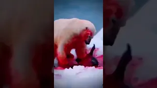 Friendly Polar Bear gives Dying Seal CPR