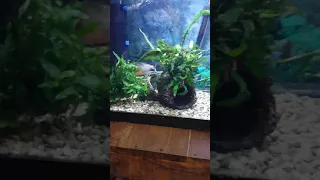 Red belly piranhas