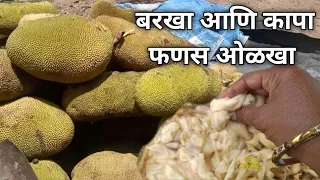 कापा आणि बरका फणस कसा ओळखायचा व्हिडिओ पूर्ण बघा मग समजेल तुम्हाला