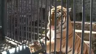 Tiger training at Yerevan Zoo/Վագրերի վարժեցումը կենդանաբանական այգում