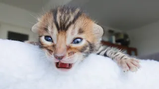 Watch These Baby Kittens Open Their Eyes for The First Time