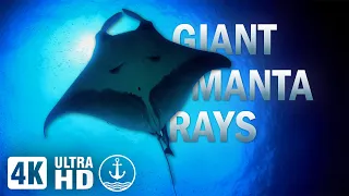 Ocean of Giants: A Manta Ray Experience in 4K