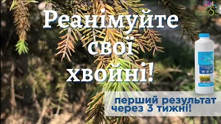 Чому хвойні не приживаються, жовтіють та сохнуть? Реанімація за 3 тижні з ЯРОСом.