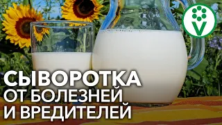 НАРОДНОЕ СРЕДСТВО ОТ ТЛИ И МУЧНИСТОЙ РОСЫ. Молочная сыворотка в саду и огороде