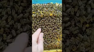 Почему улетают пчёлы? роение