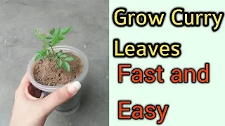 How to grow Curry leaves || Grow kari patta