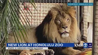 New male lion named Enzi arrived at the Honolulu Zoo