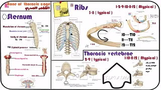 11.  Bone of thoracic cage