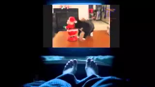 Смешные кошки 2015 Март - Funny cat videos 2015 March # 13