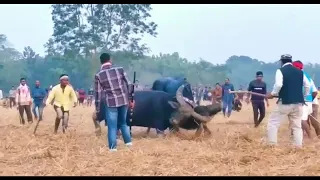 Mohor Juj Xoriahtali // Magh Bihu // Assamese Mohor juj Video