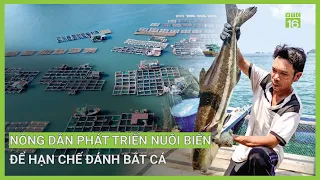 Nông dân phát triển nuôi biển để hạn chế đánh bắt | VTC16