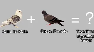 pigeon cross breeding result | sk pigeon | No 1