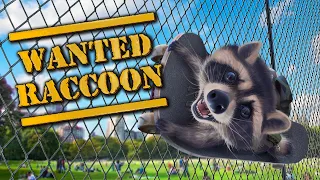 Wanted Raccoon indie game for PC. Demo coming soon!