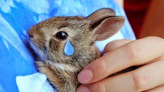 Why do Rabbits eat their own babies?