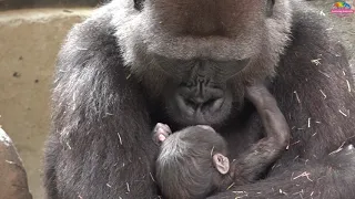 動物園園慶超級彩蛋～首度有金剛猩猩產仔