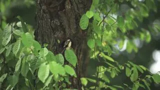 [TV zone] The Rear Garden of Changdeokgung Palace.Heritage Channel.mp4