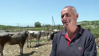 Naša priča ep. 306 01.07.2021. Zvonimir Lažetić, Dobrelja, Hercegovina, stočarstvo, gatačko goveče